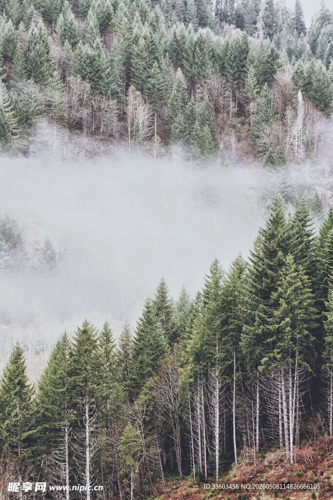 山林云雾缭绕的静谧景致
