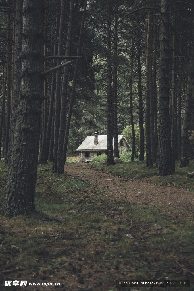 森林中的静谧露营小屋