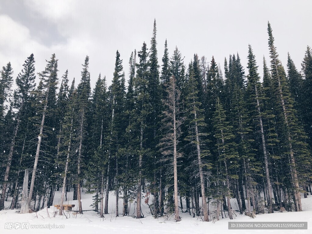 冬日雪覆松林景观