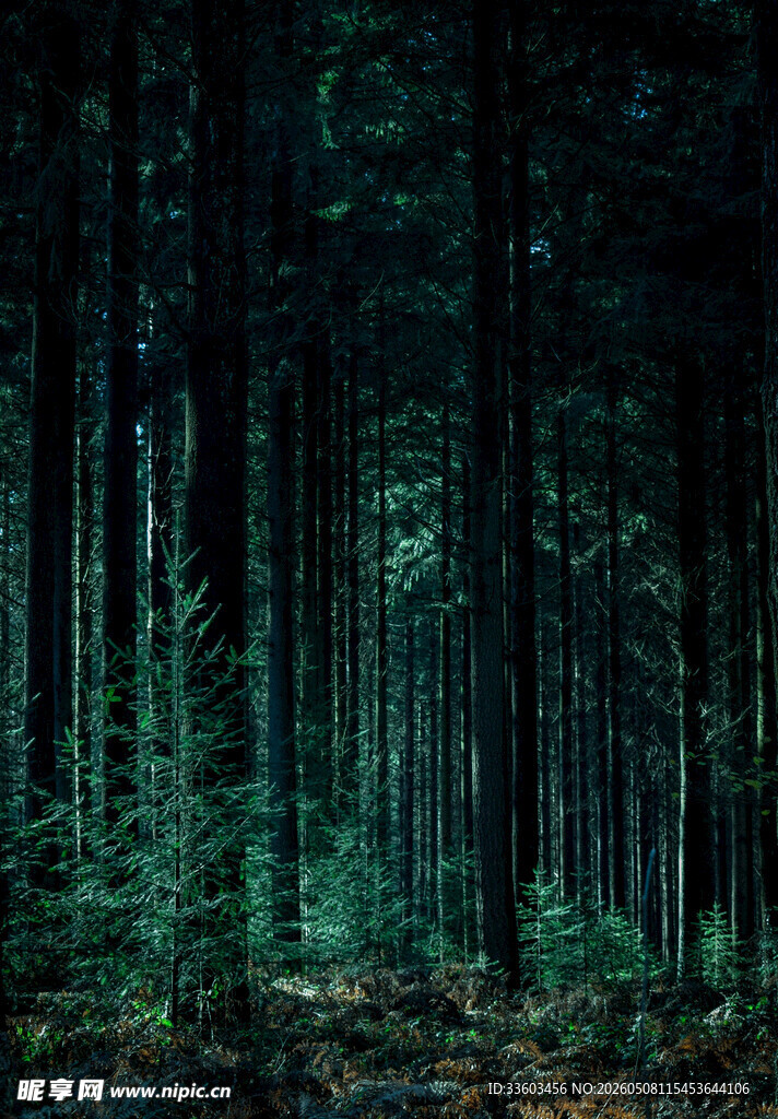神秘幽深的森林夜景
