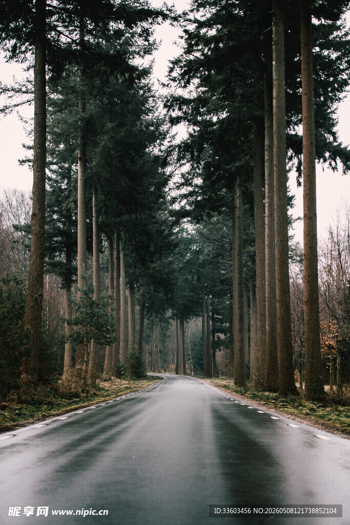 林间湿路静谧森林景象