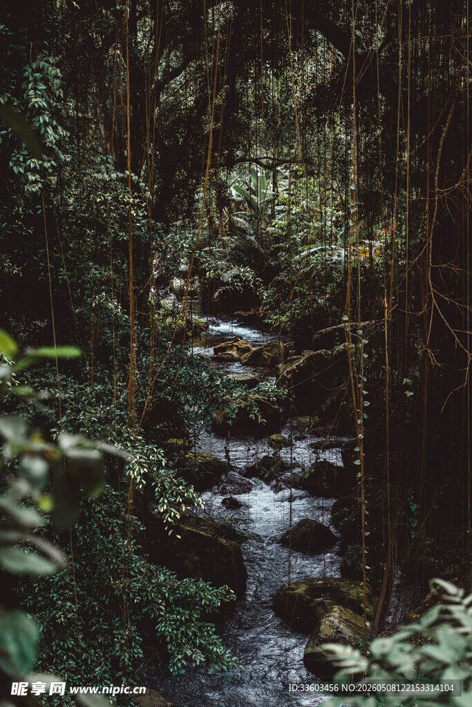 森林中的潺潺溪流