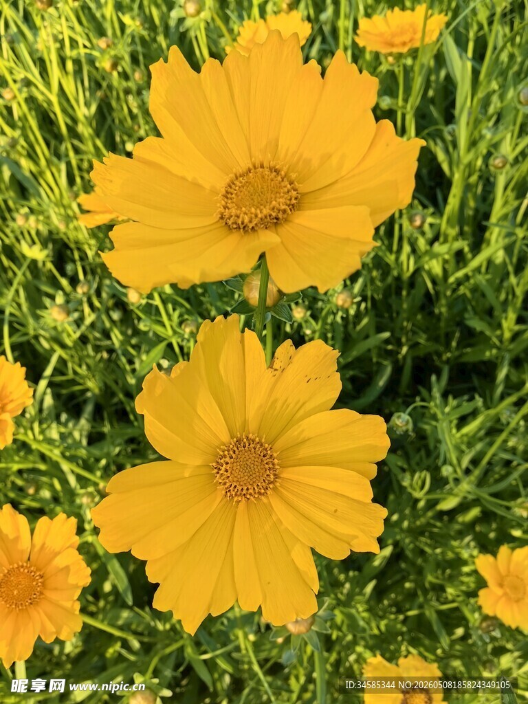 金黄灿烂的美丽金鸡菊