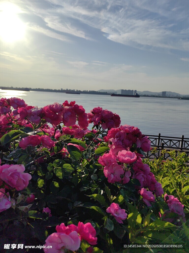 湖畔绽放的缤纷艳丽花朵