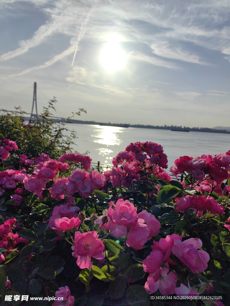 湖畔繁花映日光美景