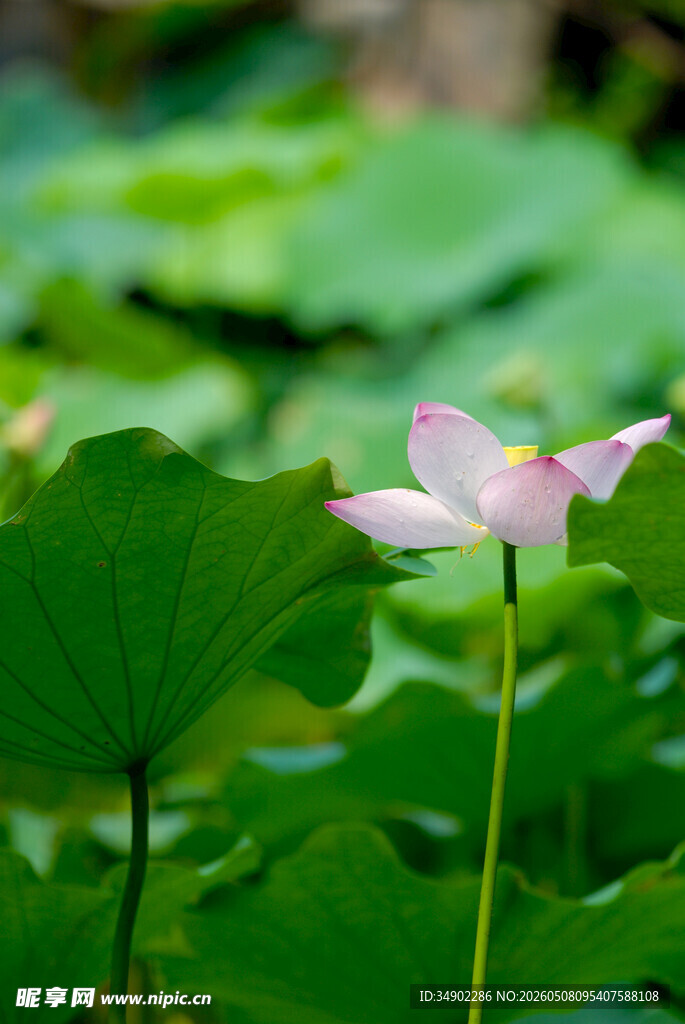 粉色荷花绽放于绿叶间