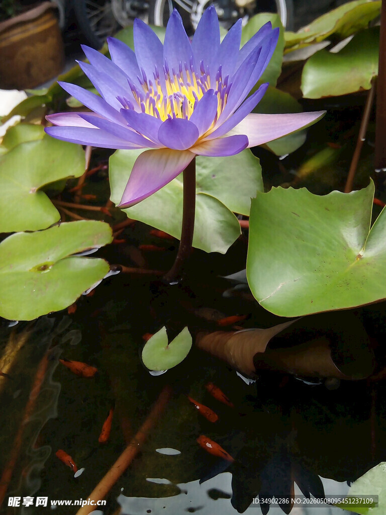 水中绽放的美丽紫色睡莲