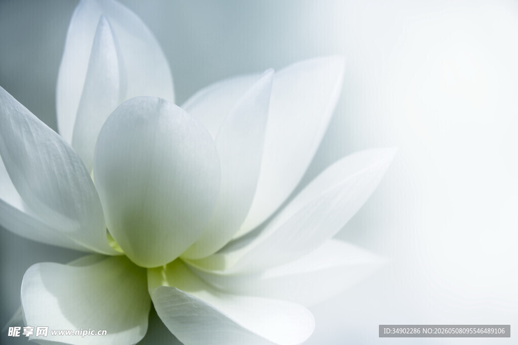 纯洁白莲花特写
