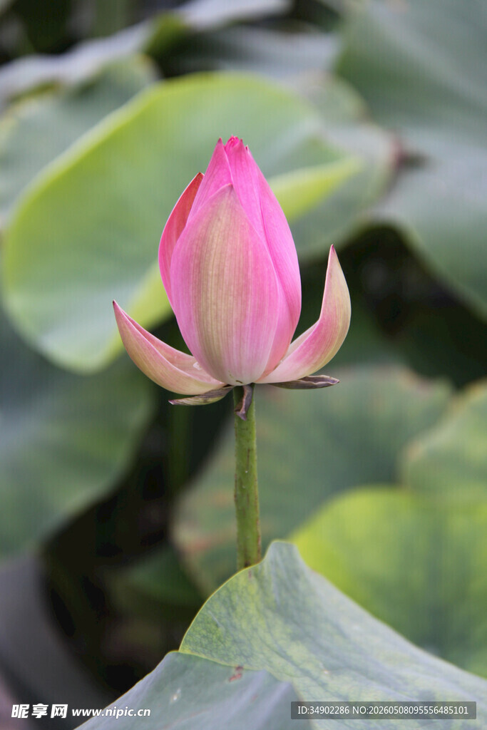 娇艳荷花绽放于绿叶间