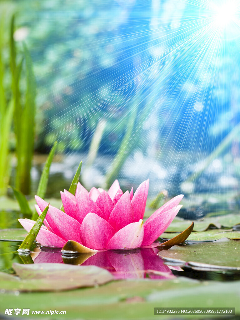 水中绽放的娇艳粉色睡莲