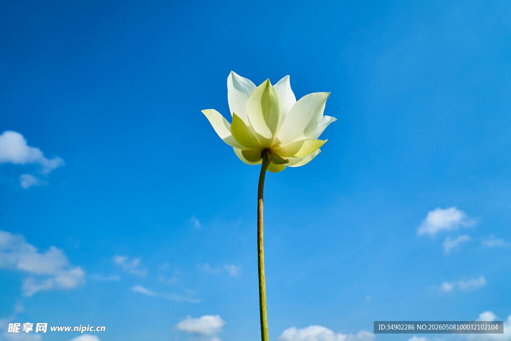 蓝天之下的单株白莲花