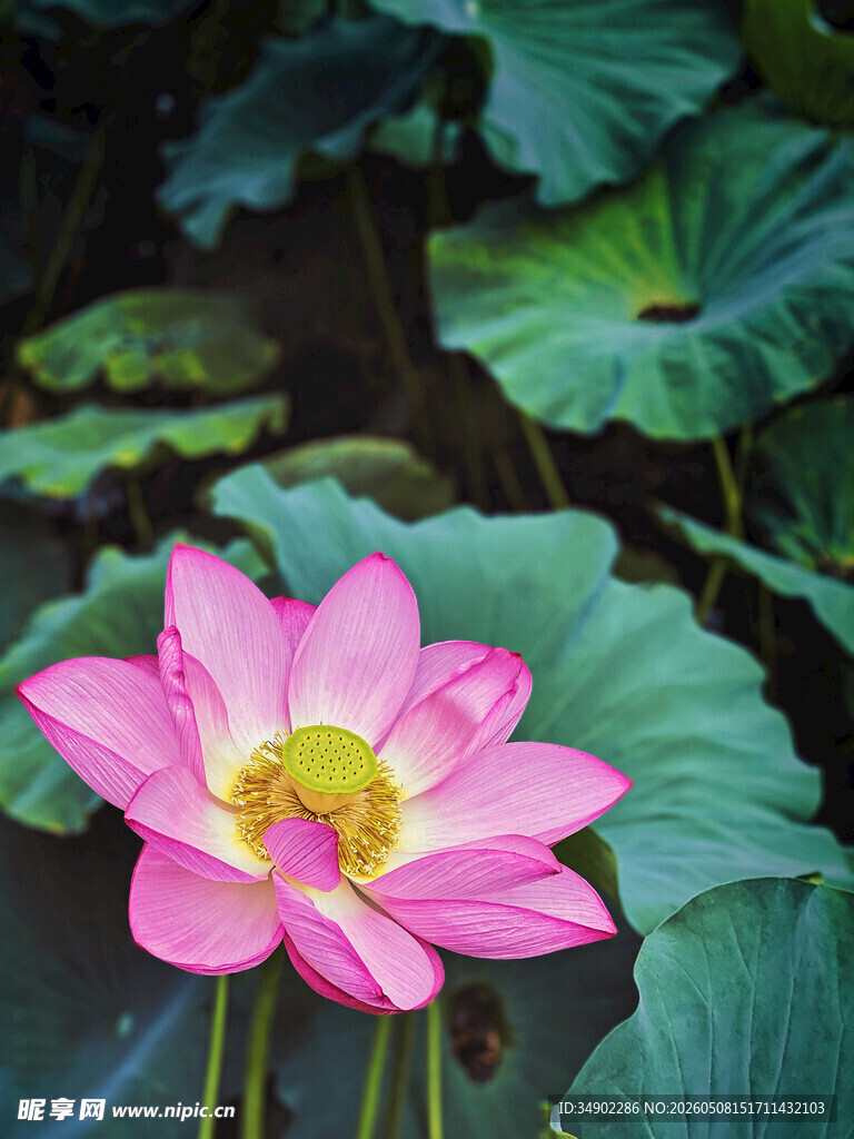 娇艳荷花绽放于绿叶间