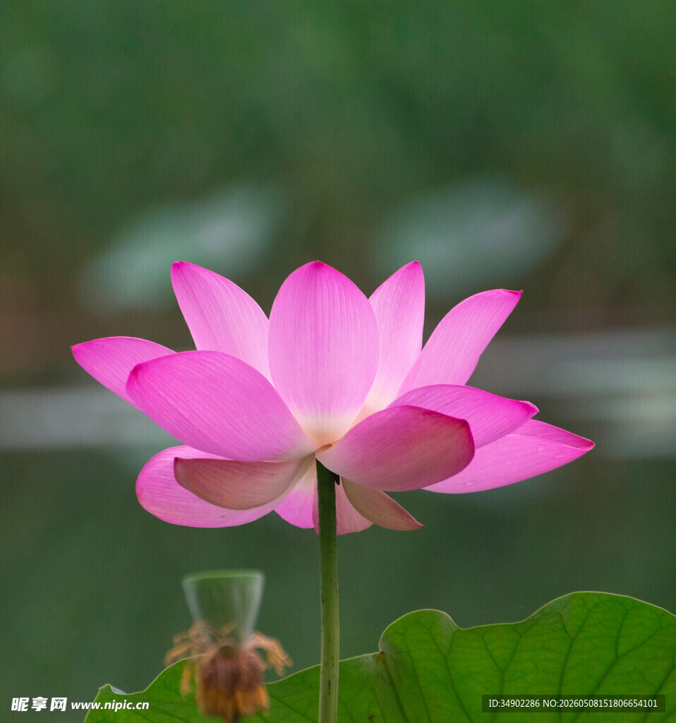 粉色荷花