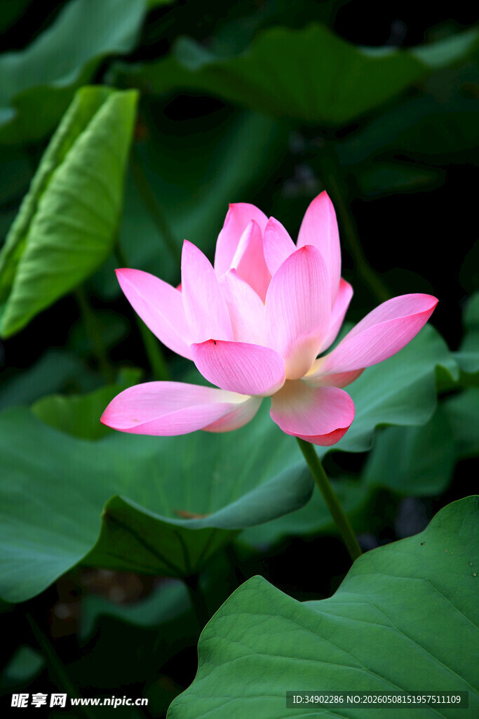粉色荷花