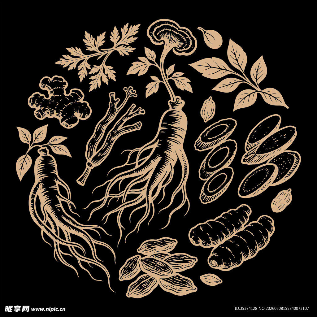 圆传统中药材插画图案矢量图展示