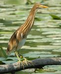 黄苇鳽