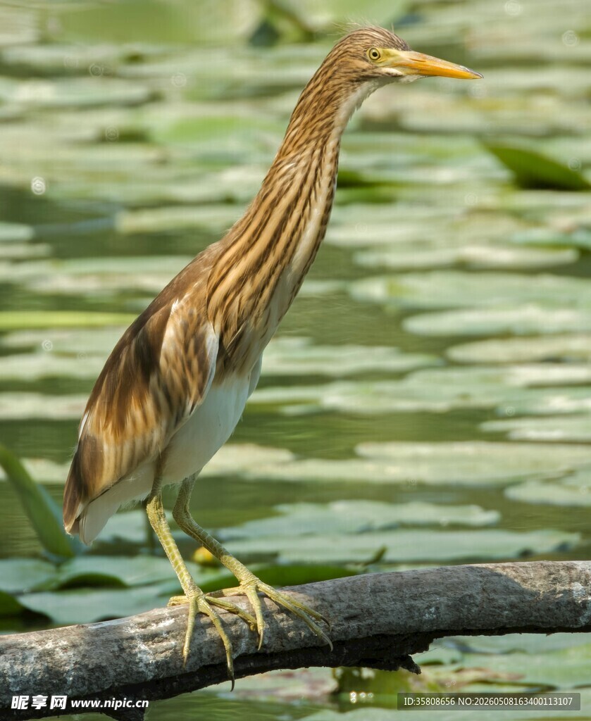 黄苇鳽