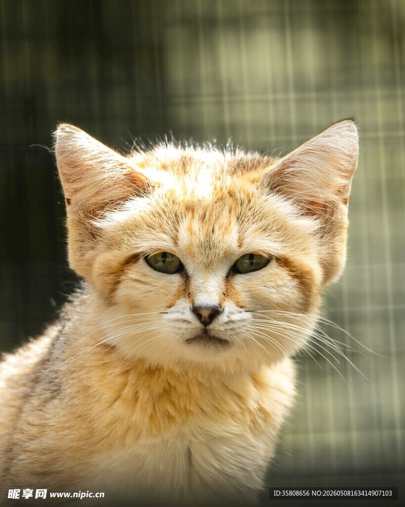 可爱的沙漠猫