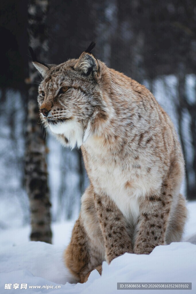 山猫