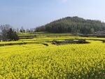 春日油菜花海田园风光