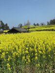 金黄油菜田旁的乡村景致