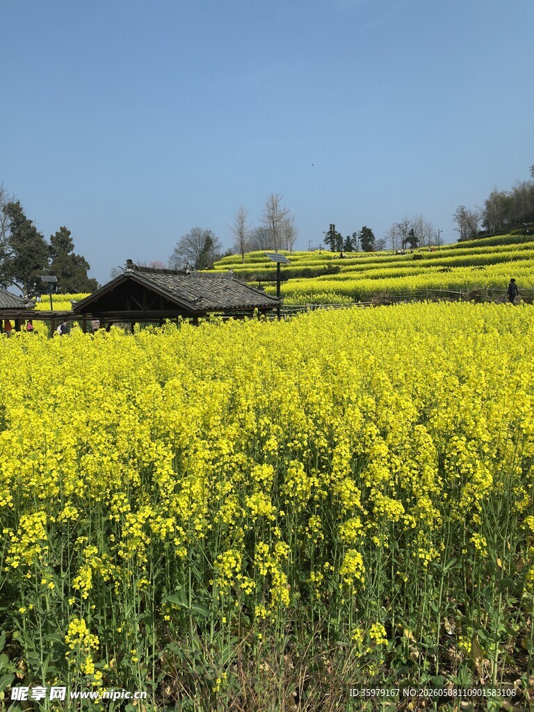 金黄油菜田旁的乡村景致