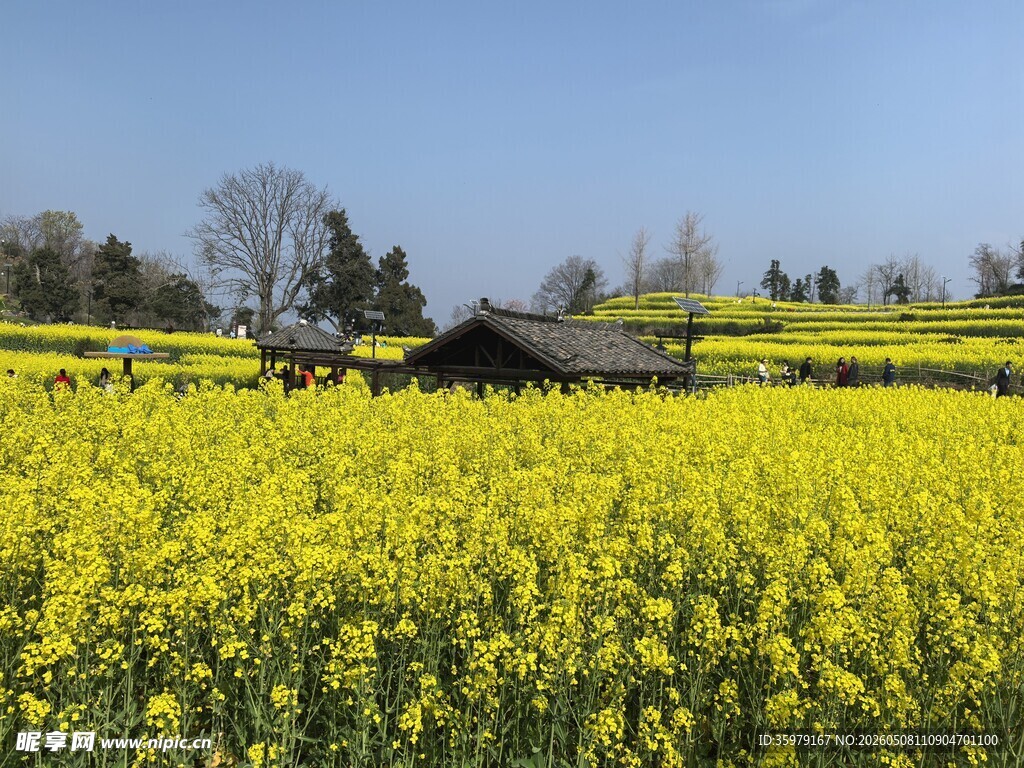 春日油菜花海田园风光