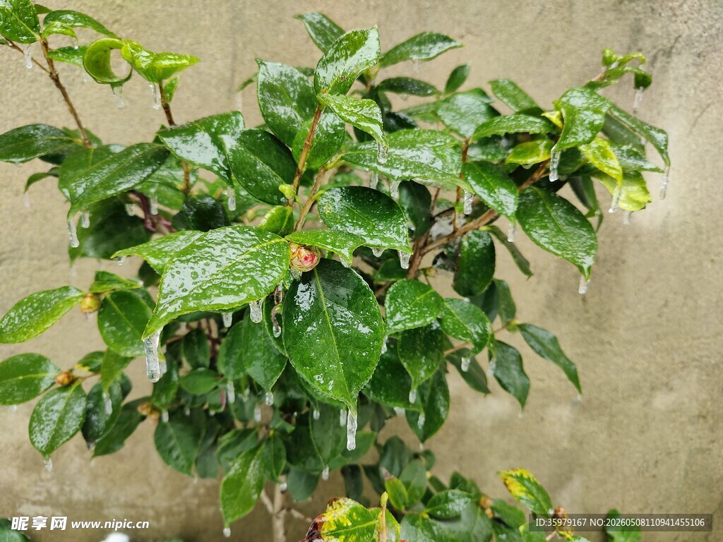 被冻雨覆盖的绿植