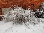 雪覆灌木于红墙旁