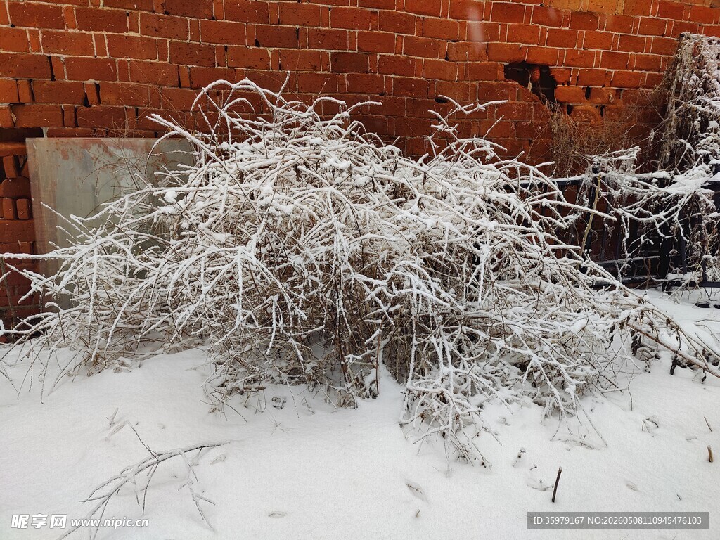 雪覆灌木于红墙旁