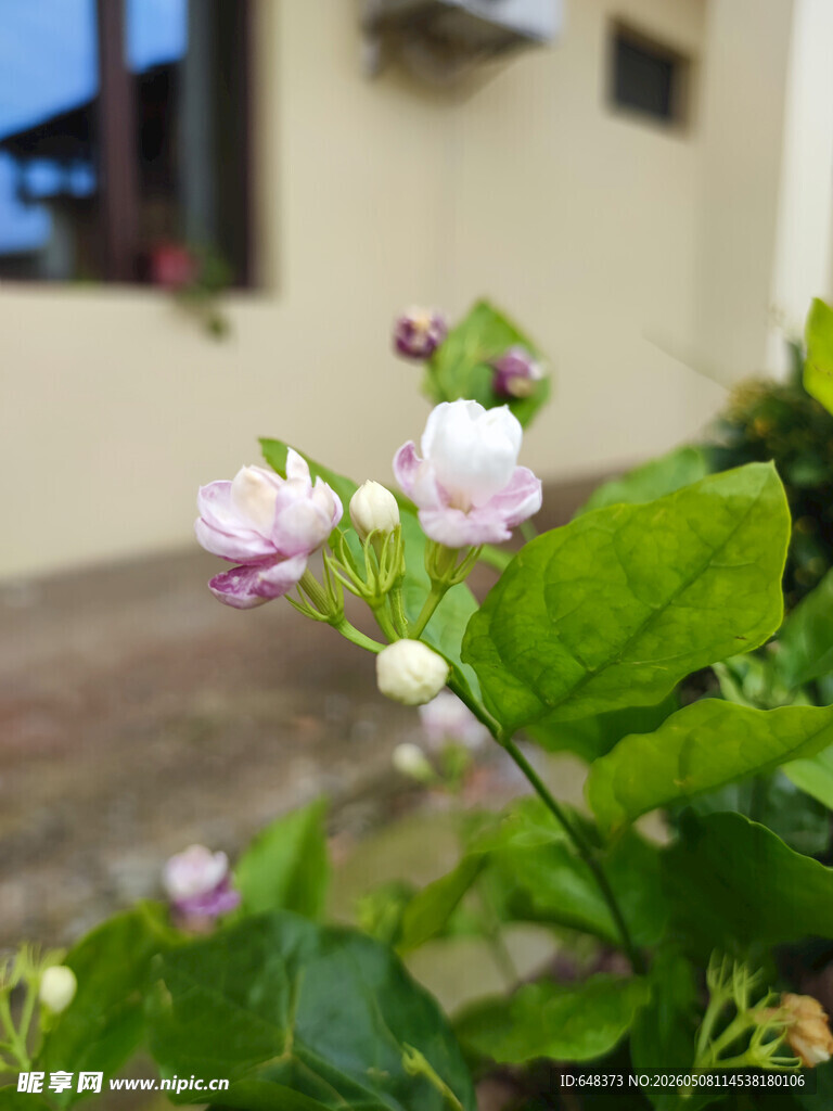 墙边绽放的粉白色茉莉