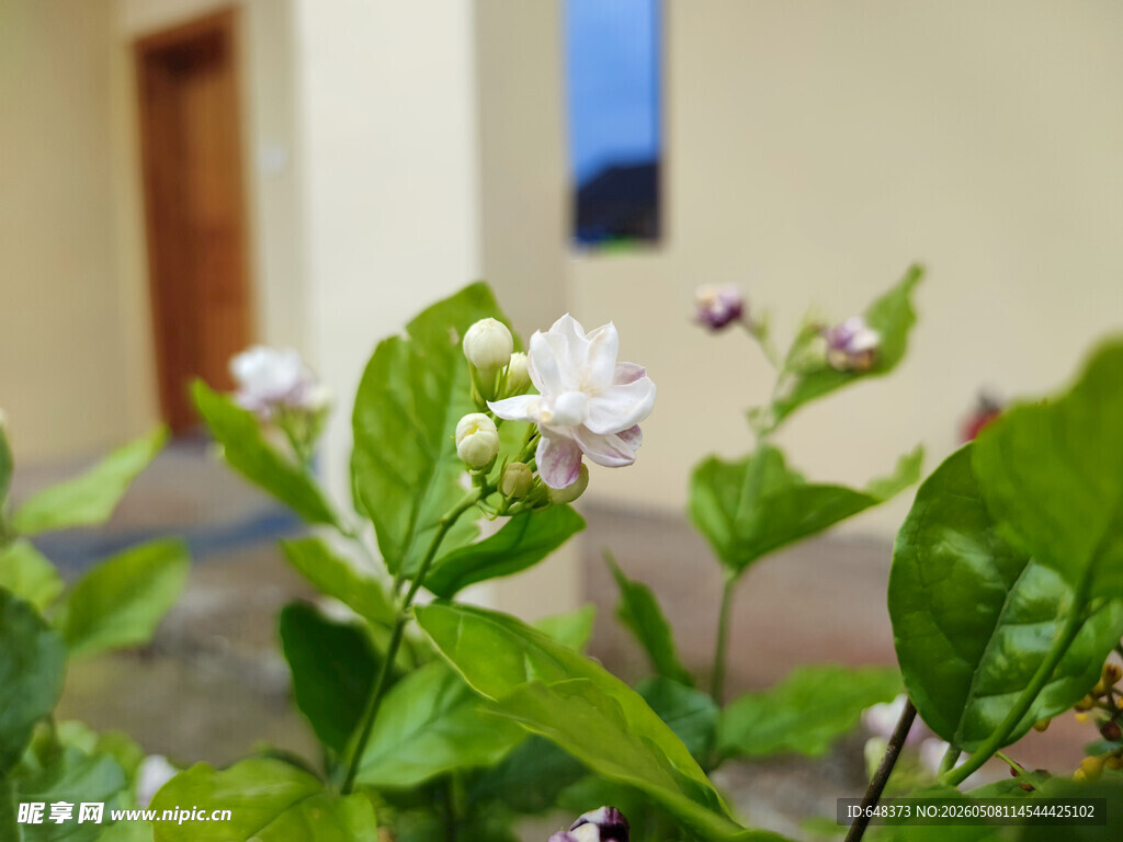 绿叶间绽放的白色茉莉花