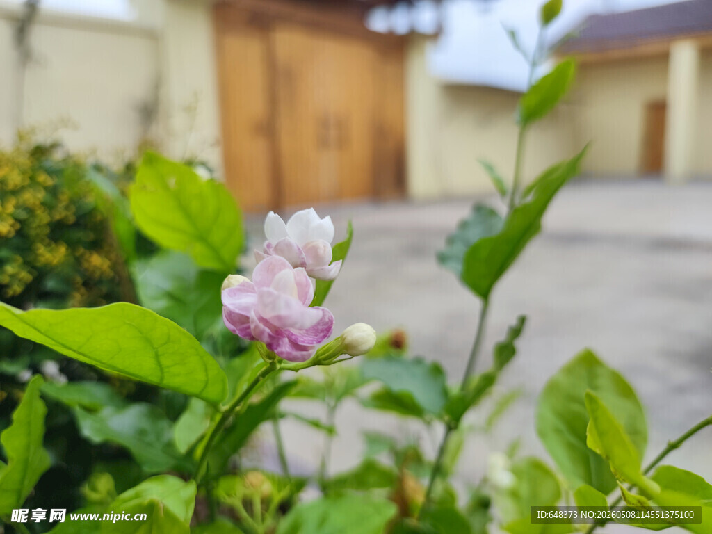 娇艳绽放的粉色茉莉