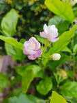 两朵绽放的清新茉莉花