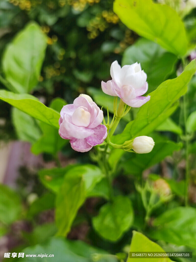 两朵绽放的清新茉莉花