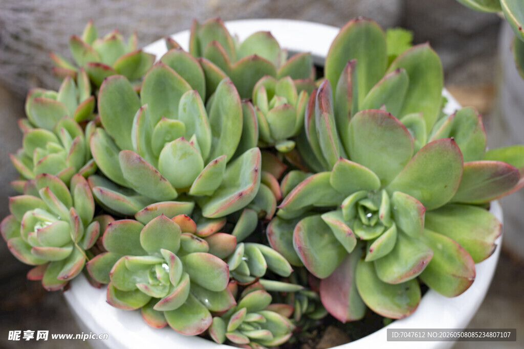 白色花盆中的多肉植物