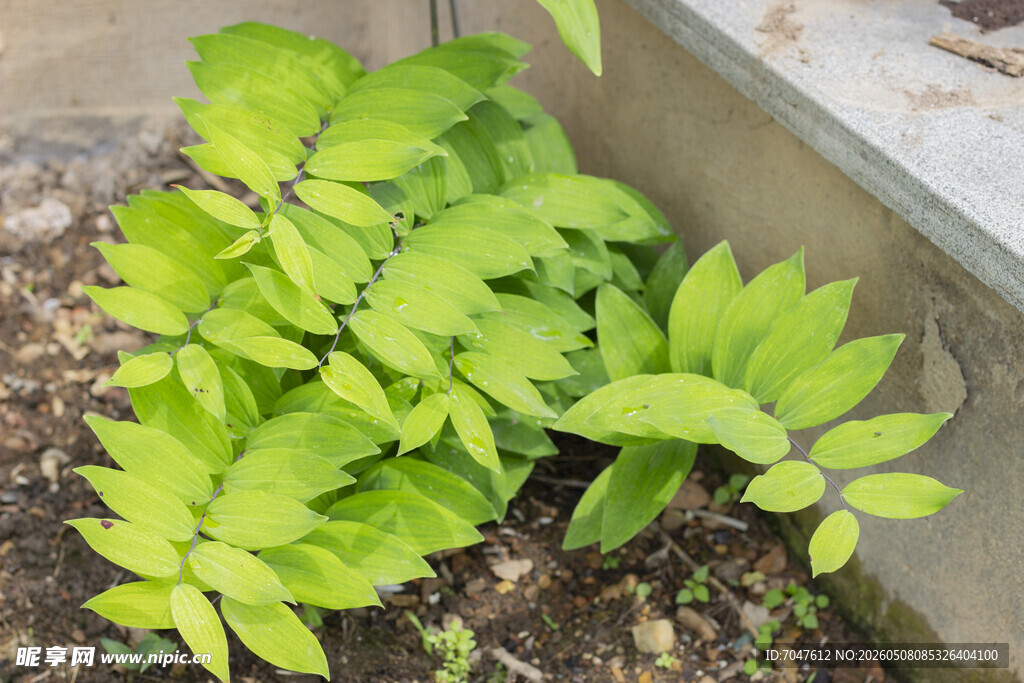 黄精