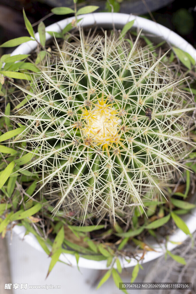 盆栽仙人球特写
