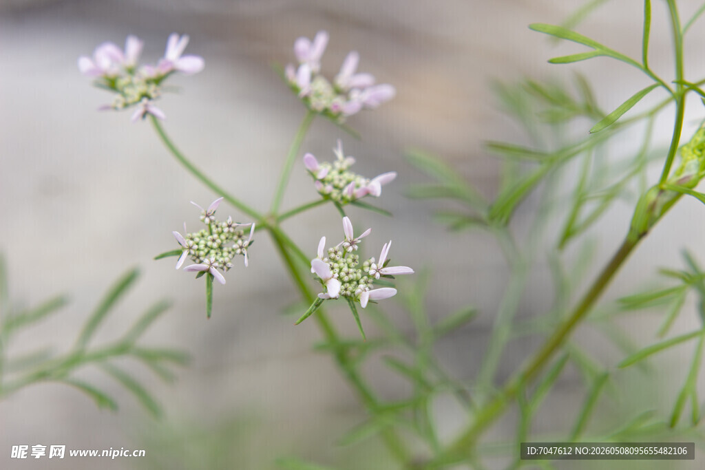 香菜花