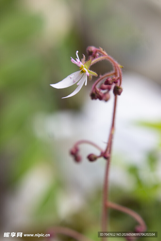 虎耳草花朵特写