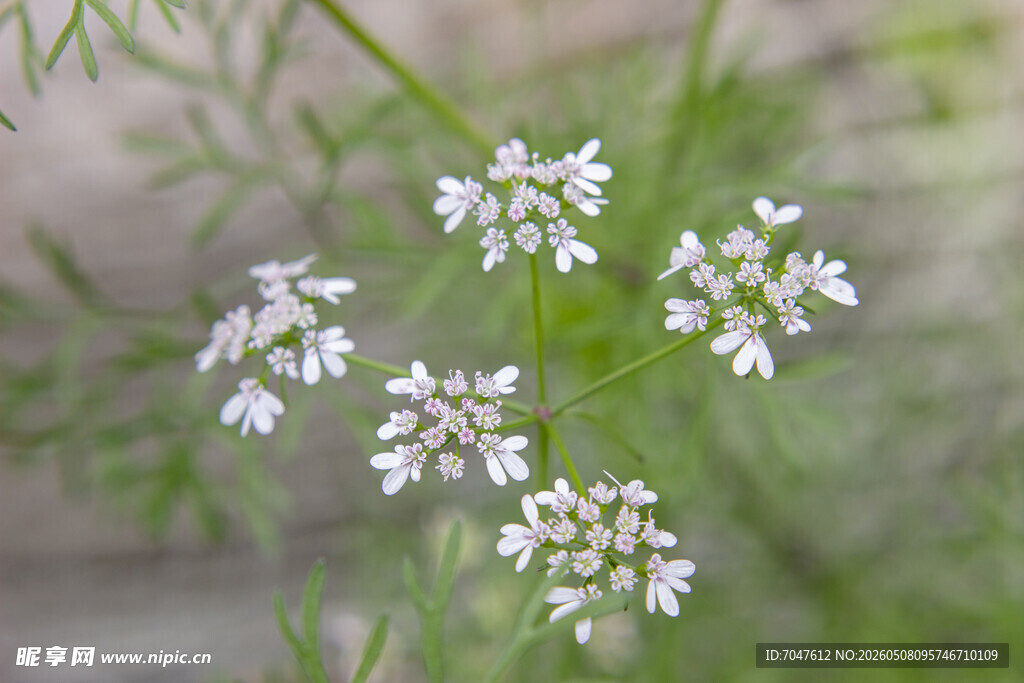 香菜开花