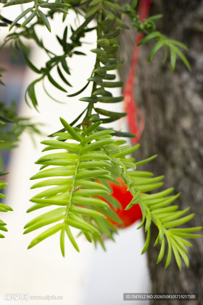 香榧嫩枝