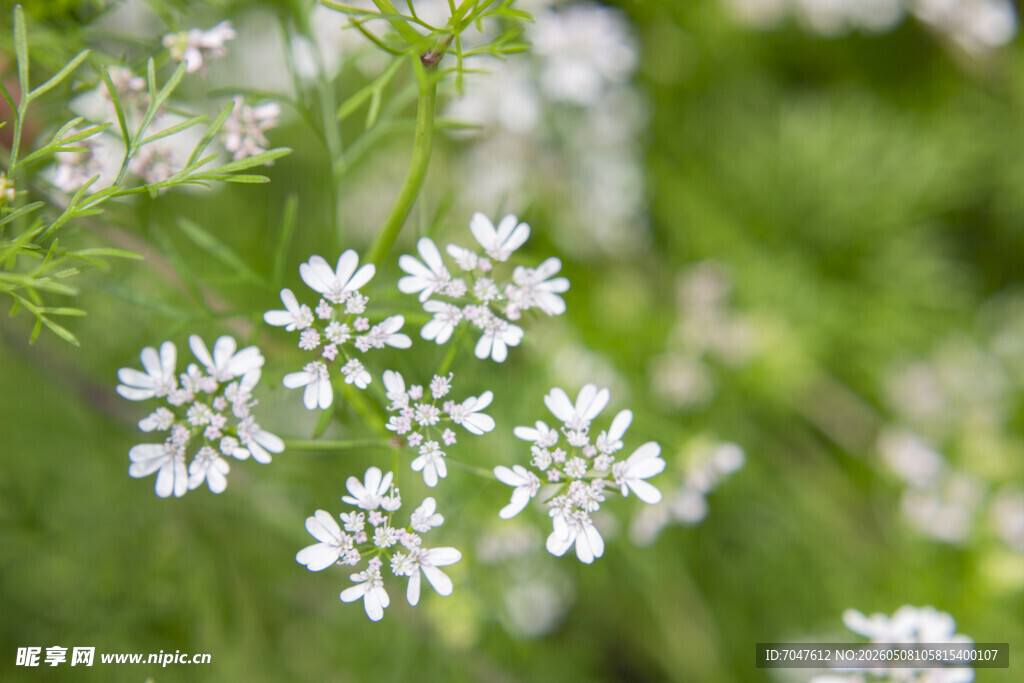 香菜花