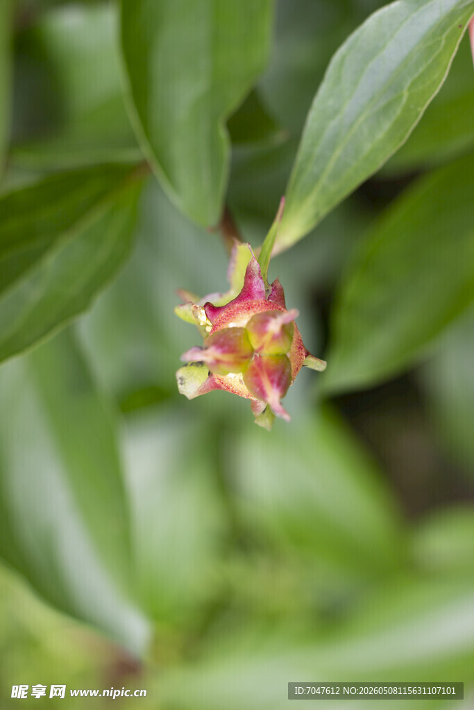 芍药花
