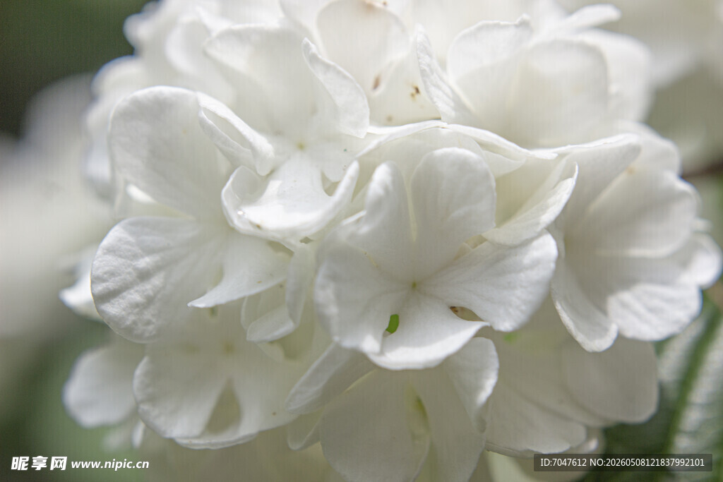 洁白绣球花特写