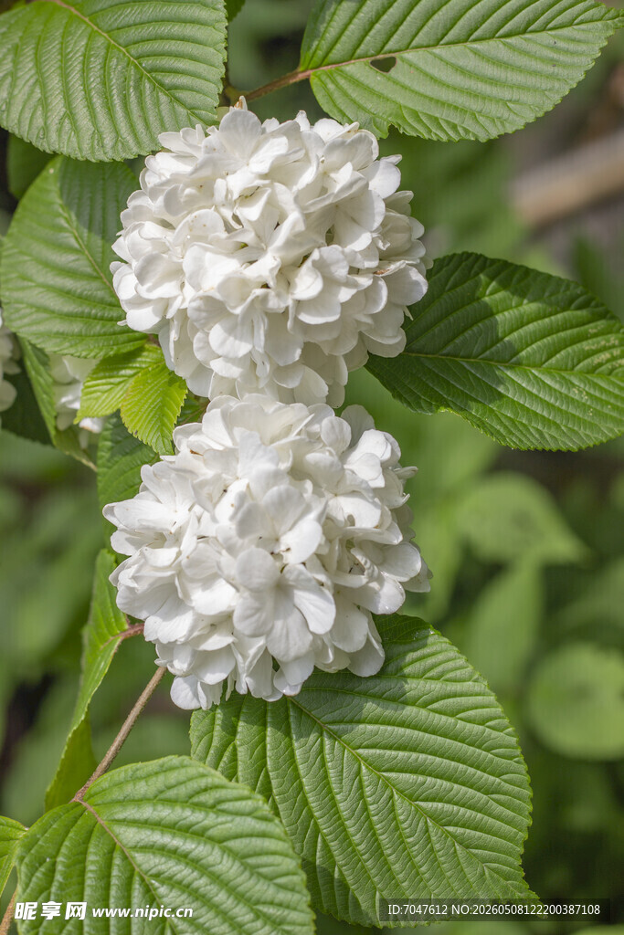 木绣球