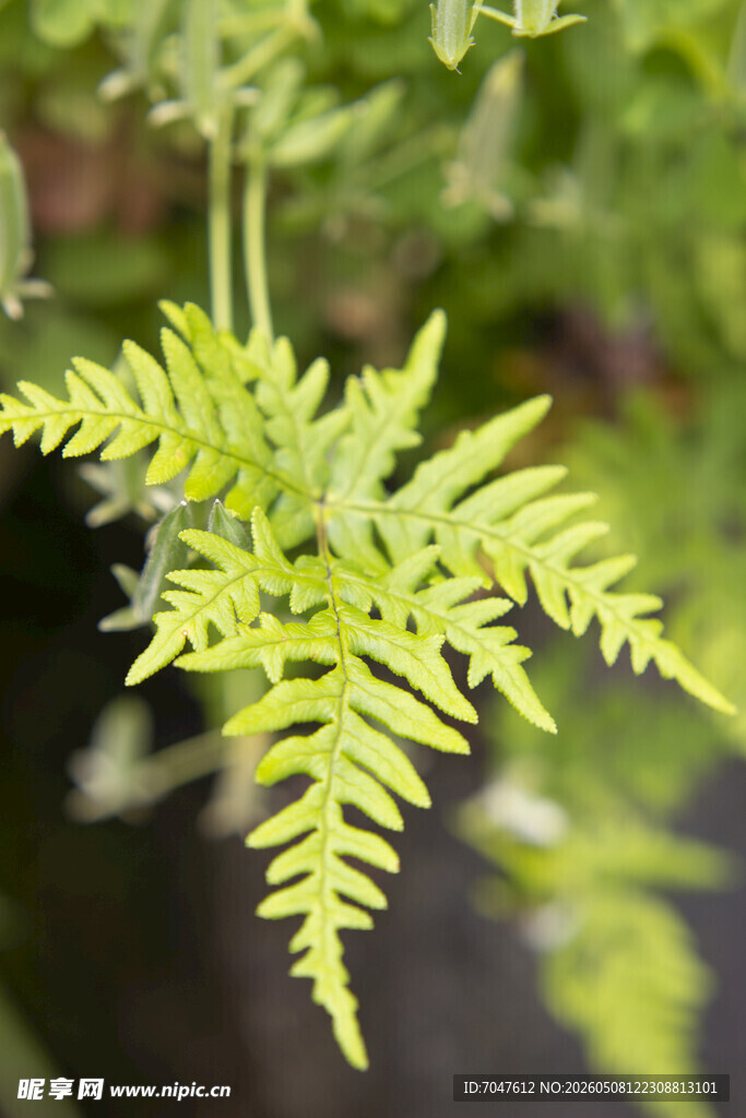嫩绿蕨类植物粉背蕨特写