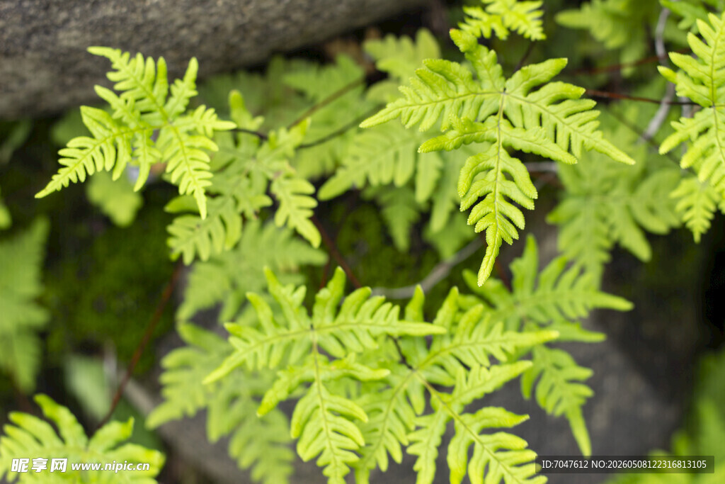 粉背蕨蕨类植物