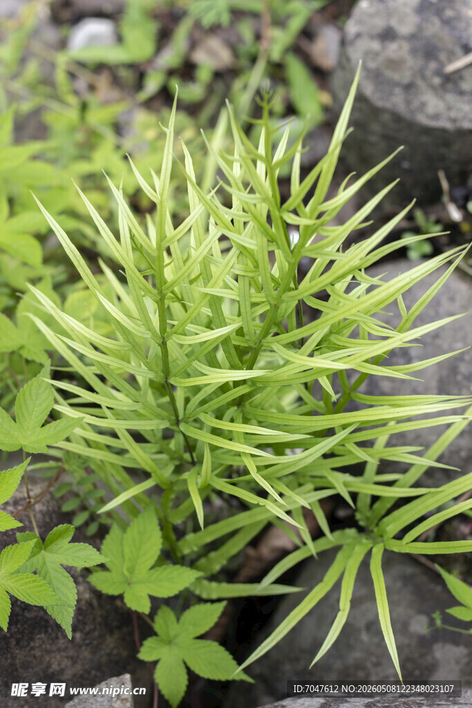 井栏边草