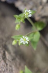 鹅肠菜小白花 